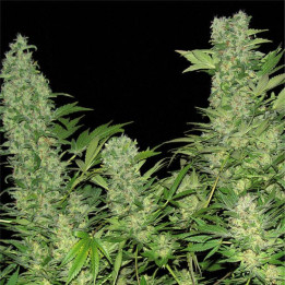 Double Dutch regular (Serious Seeds)