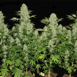 Kali Mist (Serious Seeds)