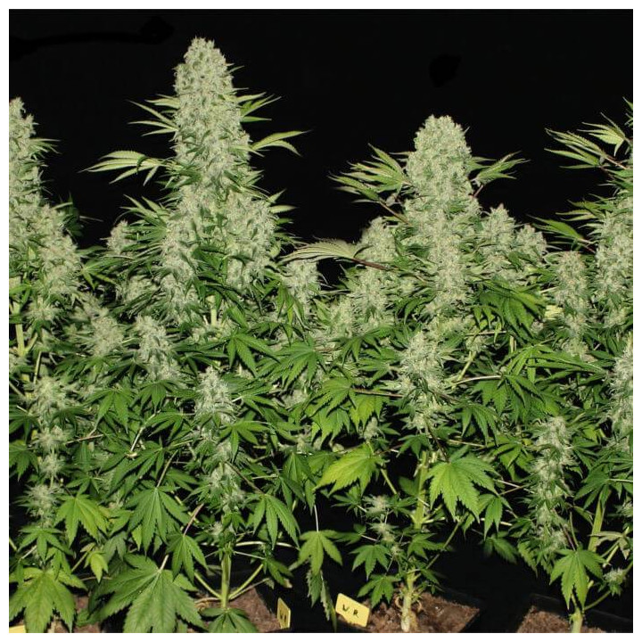 Kali Mist (Serious Seeds)