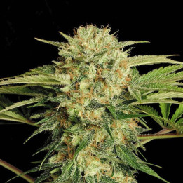 Motavation (Serious Seeds)