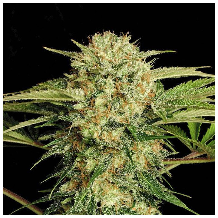 Motavation (Serious Seeds)