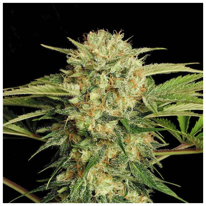 Motavation regular (Serious Seeds)