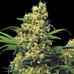 Warlock (Serious Seeds)