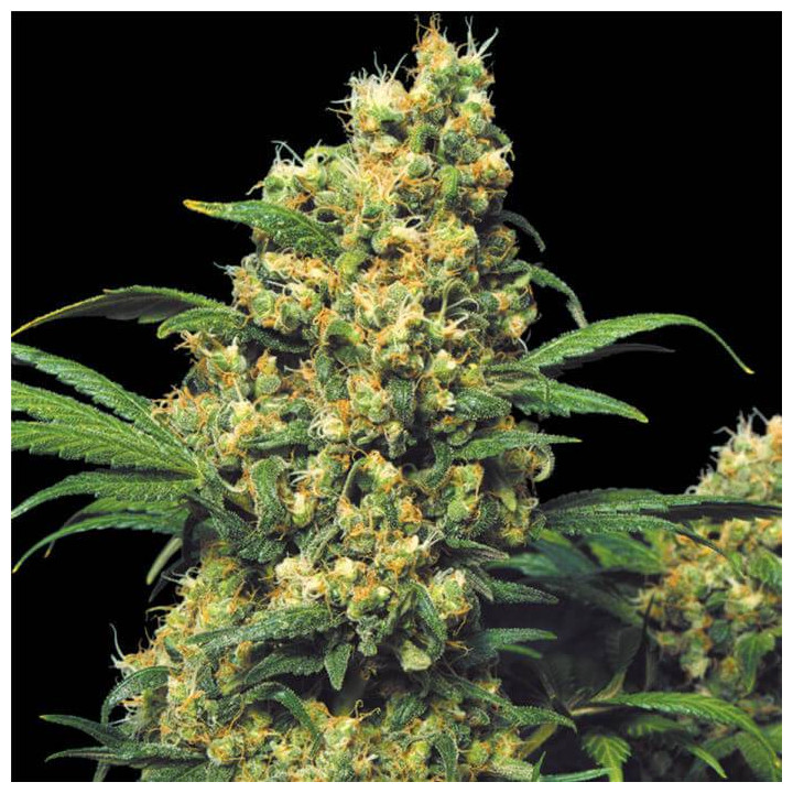 Warlock (Serious Seeds)