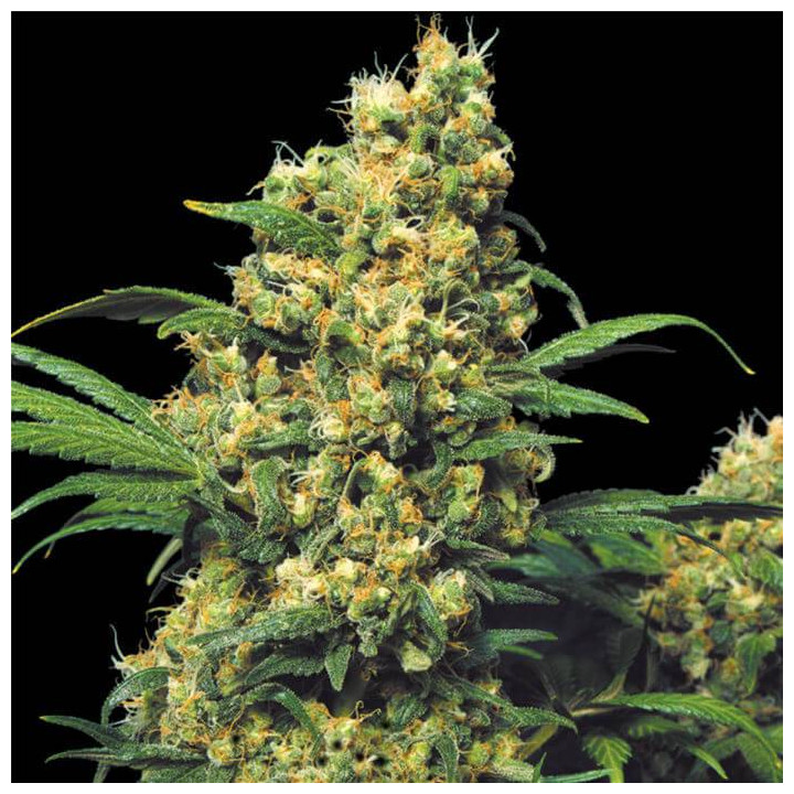 Warlock regular (Serious Seeds)