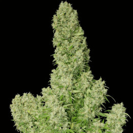White Russian regular (Serious Seeds)