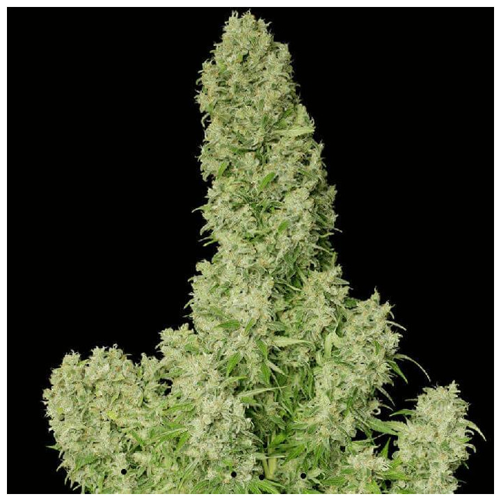White Russian regular (Serious Seeds)