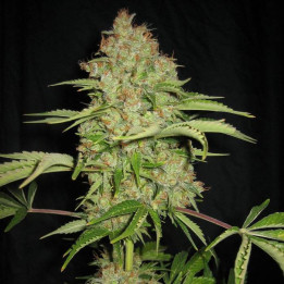 White Russian Auto (Serious Seeds)