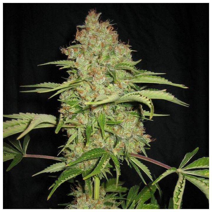 White Russian Auto (Serious Seeds)