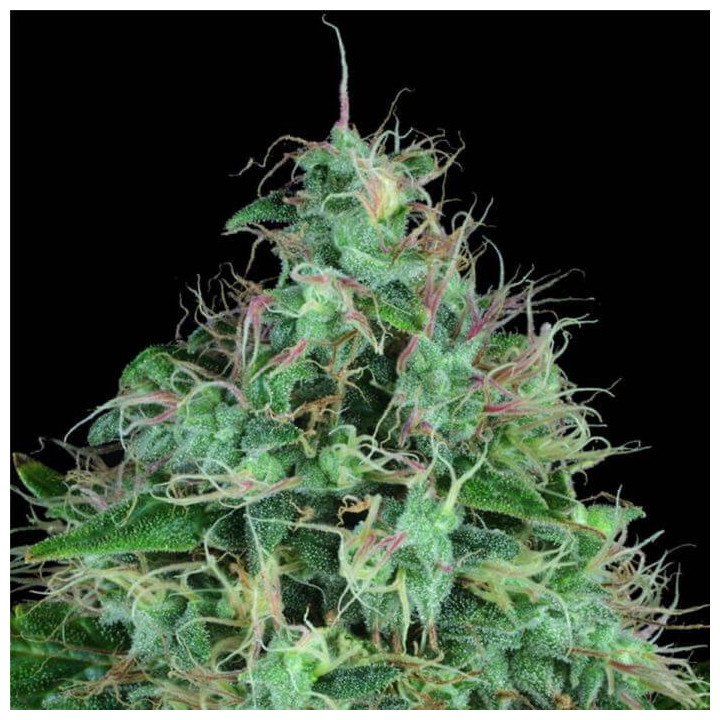 Serious 6 (Serious Seeds)