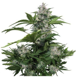 White Dwarf Auto (Buddha Seeds)