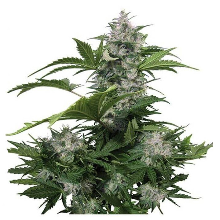 White Dwarf Auto (Buddha Seeds)