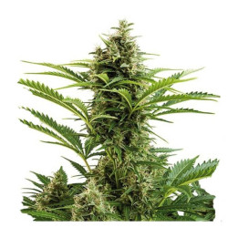 Vesta Auto (Buddha Seeds)