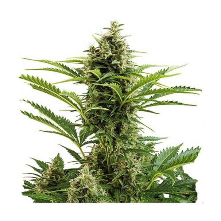 Vesta Auto (Buddha Seeds)