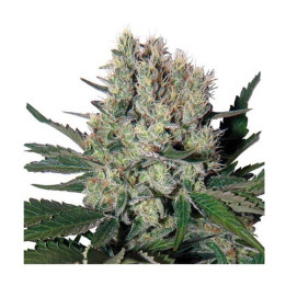 Syrup Auto (Buddha Seeds)