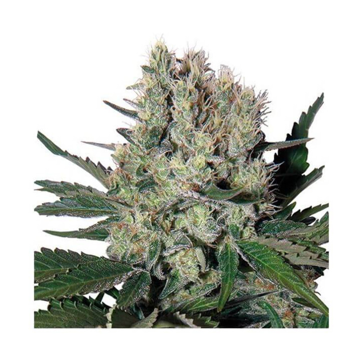 Syrup Auto (Buddha Seeds)