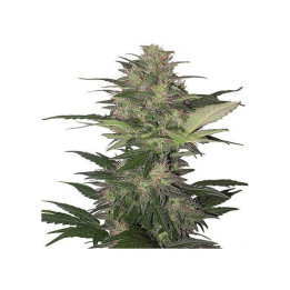 Red Dwarf Auto (Buddha Seeds)