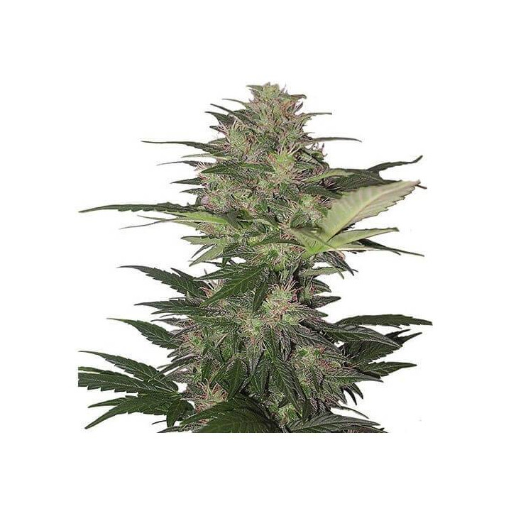 Red Dwarf Auto (Buddha Seeds)