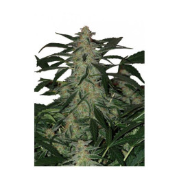 Deimos Auto (Buddha Seeds)