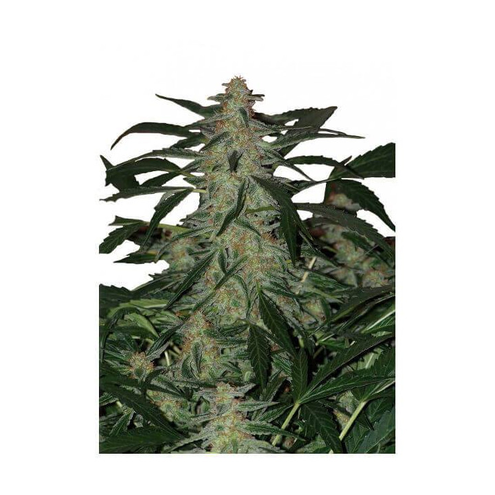 Deimos Auto (Buddha Seeds)