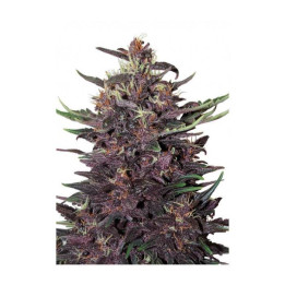 Purple Kush Auto (Buddha Seeds)