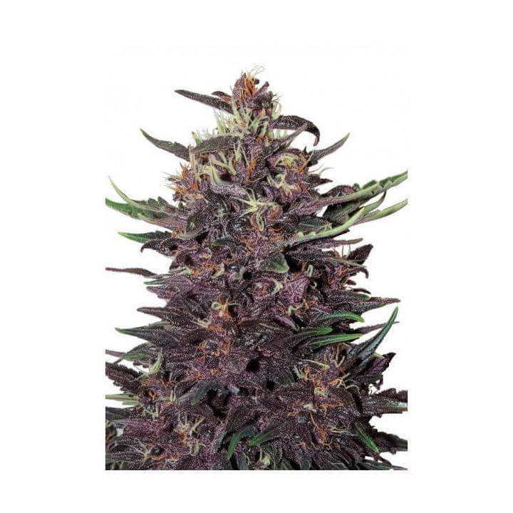 Purple Kush Auto (Buddha Seeds)