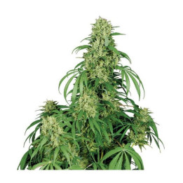 Calamity Jane Auto (Buddha Seeds)
