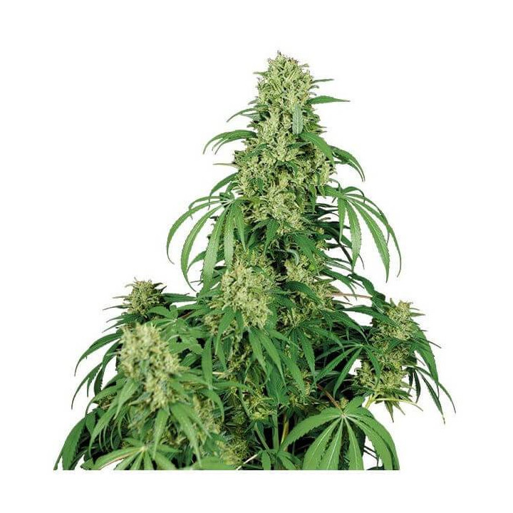 Calamity Jane Auto (Buddha Seeds)