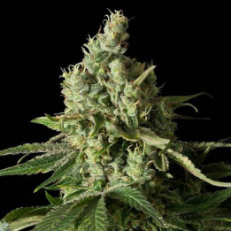 Moby Dick CBD (Dinafem)