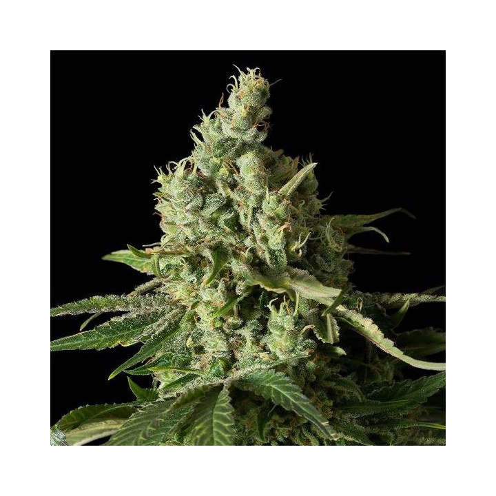 Moby Dick CBD (Dinafem)