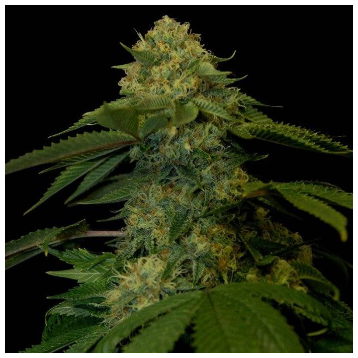 Holy Grail Kush (DNA Genetics)