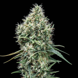 Lemon OG Kush (DNA Genetics)