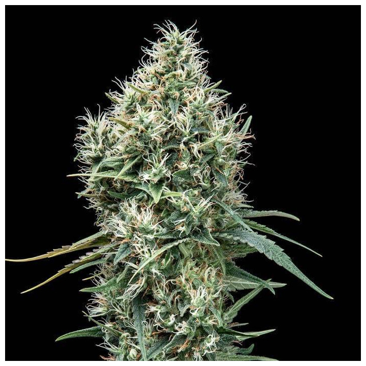 Lemon OG Kush (DNA Genetics)