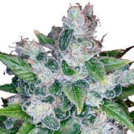 Kandy Kush (DNA Genetics)