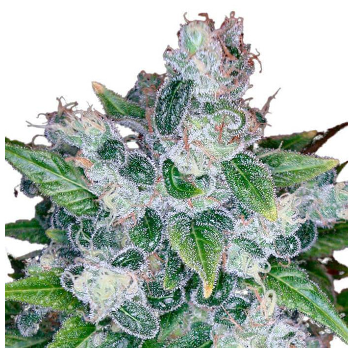 Kandy Kush (DNA Genetics)
