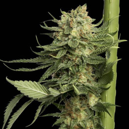24K Gold (DNA Genetics)