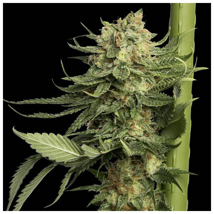 24K Gold (DNA Genetics)