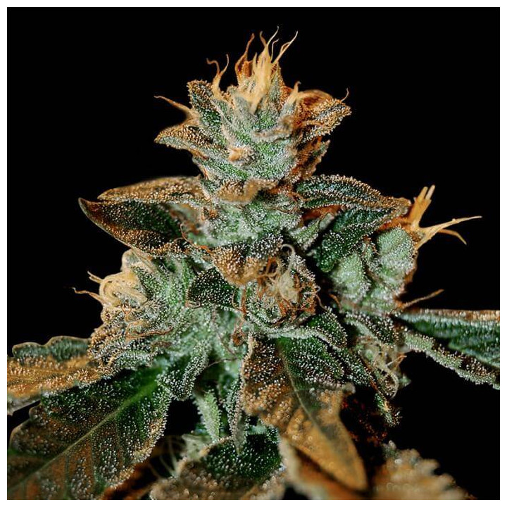 Cataract Kush (DNA Genetics)