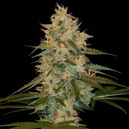 Chocolope (DNA Genetics)