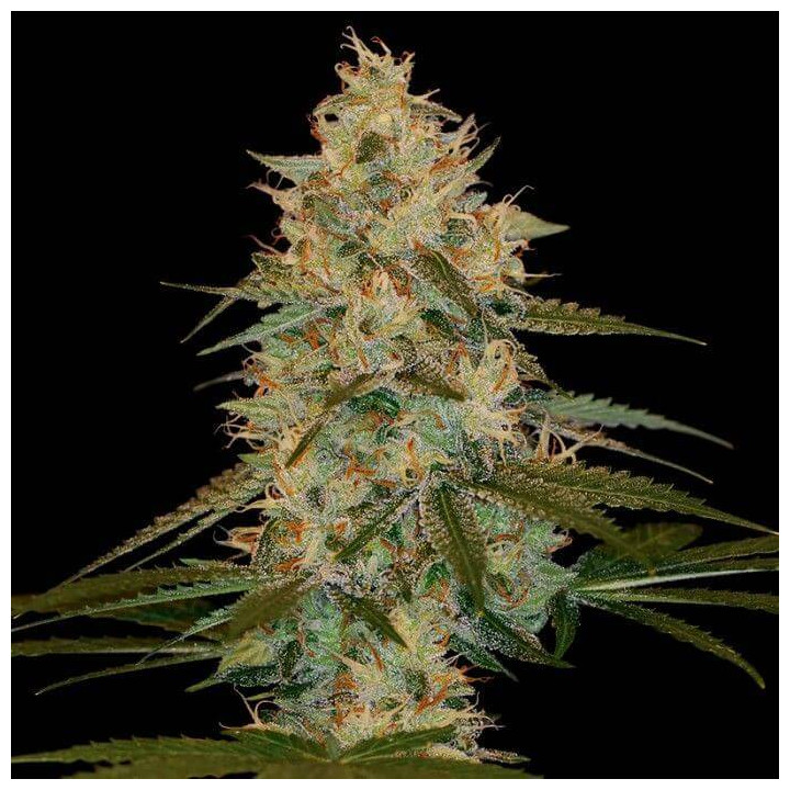 Chocolope (DNA Genetics)