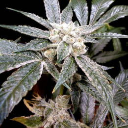 El Fuego (DNA Genetics)