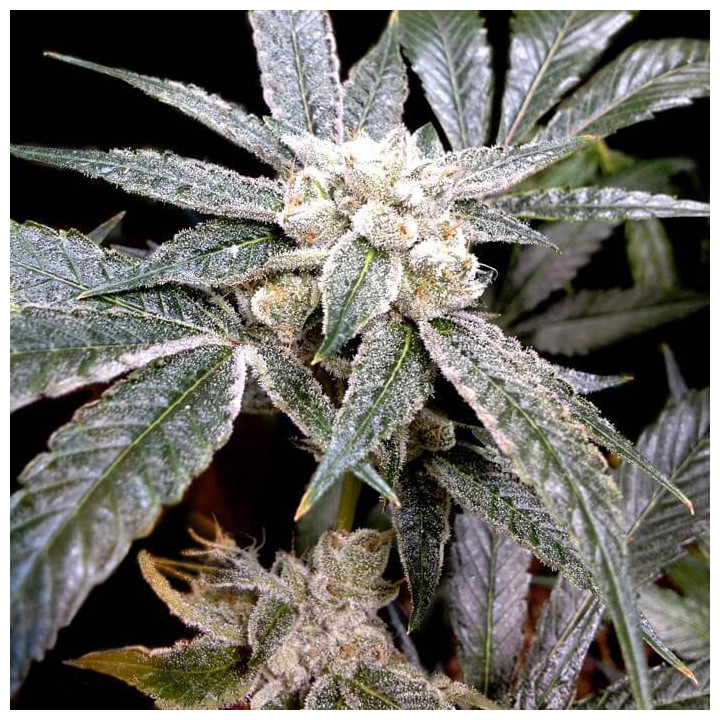 El Fuego (DNA Genetics)