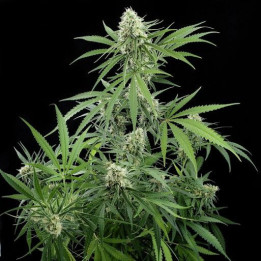 Critical + (Dinafem)