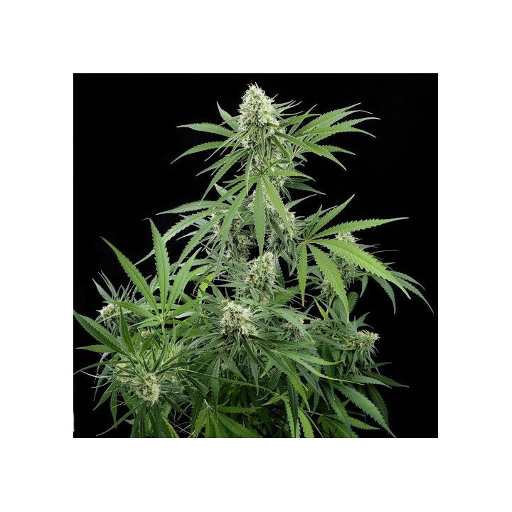 Critical + (Dinafem)
