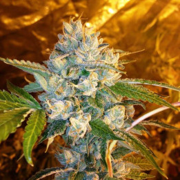 Kosher Kush (DNA Genetics)