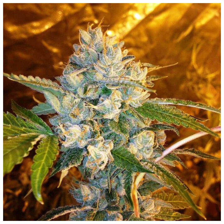 Kosher Kush (DNA Genetics)