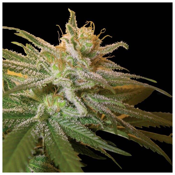 Kushberry (DNA Genetics)