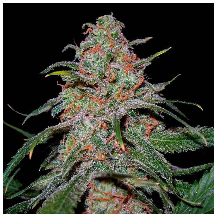 Lemon Skunk (DNA Genetics)