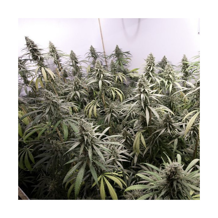 Critical + (Dinafem)