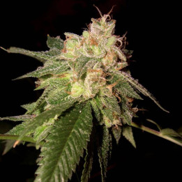 OG Kush (DNA Genetics)